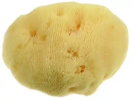 Body Sponge, 10 cm - Accessories